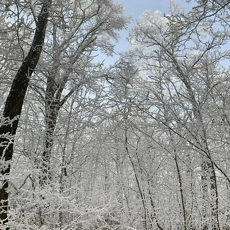 Kisvulkan Nyulontul * Mencshely