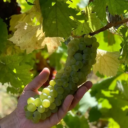 Kisvulkan Nyulontul Апартаменты