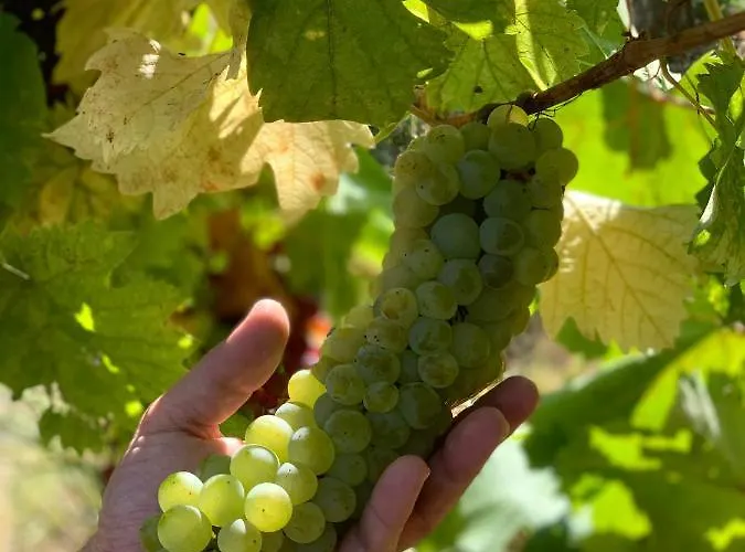 Kisvulkan Nyulontul דירה